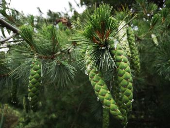 Close-up of pine tree