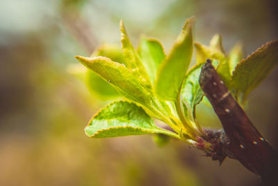 Close-up of fresh green leaves