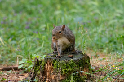 Squirrel on a field