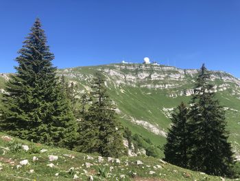 Low angle view of pine trees against clear blue sky