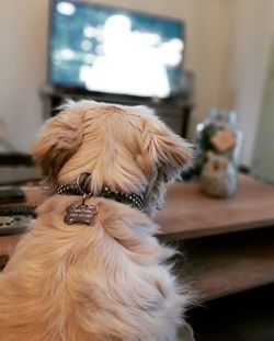 Close-up of dog relaxing at home