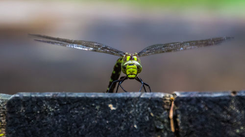 Close-up of damselfly on leaf