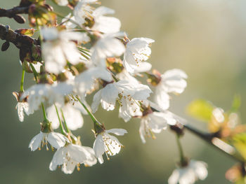 Close-up of white flowers on tree