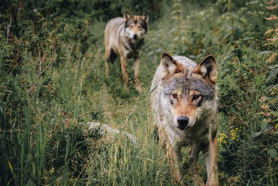 Dogs amidst plants on field