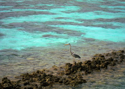 Bird swimming in sea