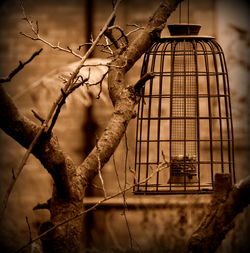 Birdcage hanging from bare tree