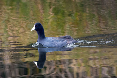 Bird in water