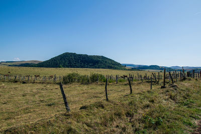 Scenic view of field against clear blue sky