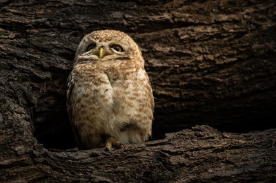 Close-up of owl perching on tree