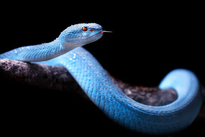 Close up of blue insularis viper venomous snake isolated in dark black background