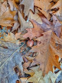 High angle view of dry maple leaves