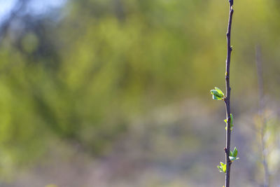 Close-up of flowering plant