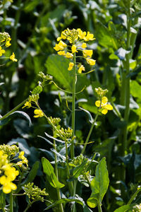 Close-up of plants growing in field