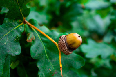 Close-up of acorn growing on plant