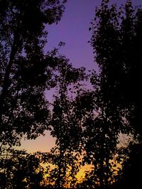 Low angle view of silhouette trees against sky