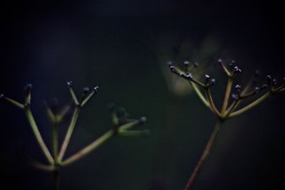 Close-up of water drops on flowers at night