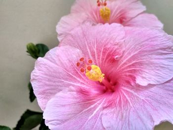 Close-up of pink hibiscus blooming outdoors