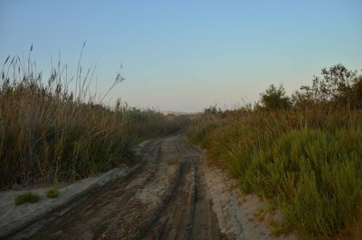 Road amidst trees against sky