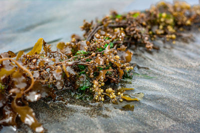 Close-up of lichen on table