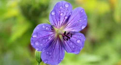 Close-up of wet purple flowering plant