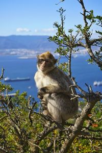 Monkey sitting on tree branch against sky