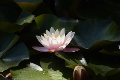 Close-up of lotus water lily in pond