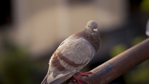 Close-up of pigeon perching on railing