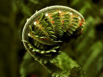 Close-up of fern on tree