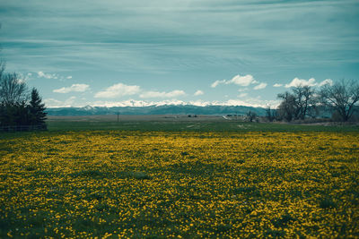 Scenic view of oilseed rape field against sky