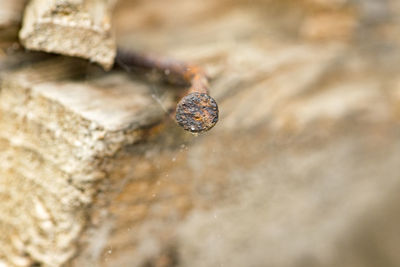 High angle view of insect on rock