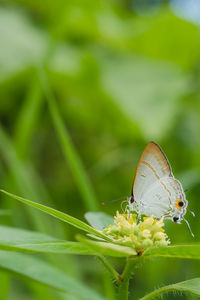 Close-up of butterfly on leaf