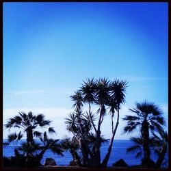 Palm trees against blue sky