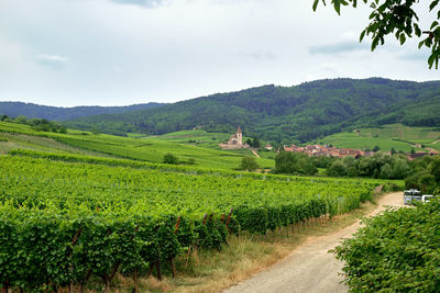 Scenic view of agricultural field against sky