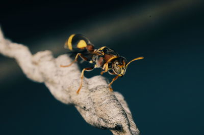 Close-up of bee