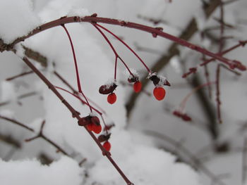 Close-up of red berries on tree