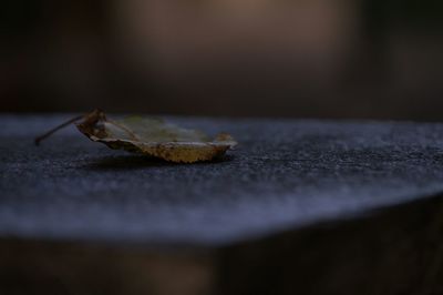 Close-up of surface level of leaf