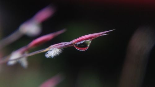 Close-up of water drop on pink bud