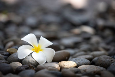 Close-up of white frangipani flower on pebbles