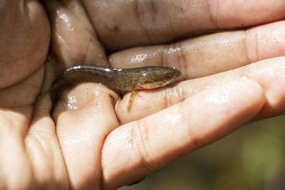 Close-up of hand