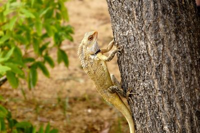 Close-up of squirrel on tree trunk