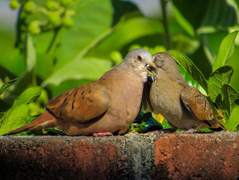 Close-up of birds perching on wall