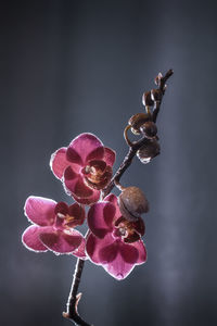 Close-up of pink flower buds