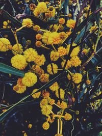 Close-up of yellow flowers