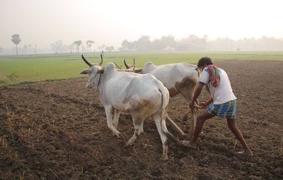 Man with buffaloes working at farm