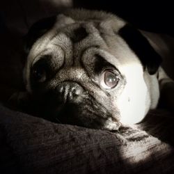 Close-up of dog lying on sofa
