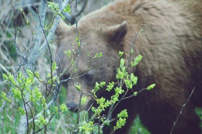 Close-up of cat amidst plants
