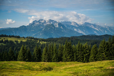 Scenic view of pine trees against sky