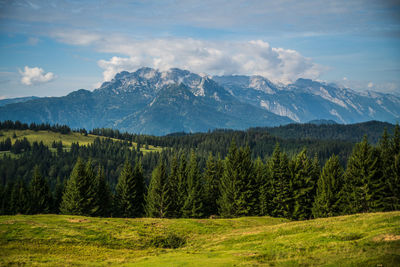 Scenic view of pine trees against sky and alps