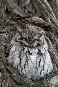 Close-up of owl perching on tree