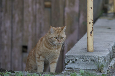 Portrait of cat sitting outdoors